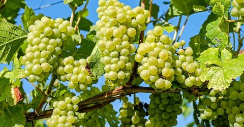 Tudnivalók a szőlőmag kivonatról és szőlőmag rendelés